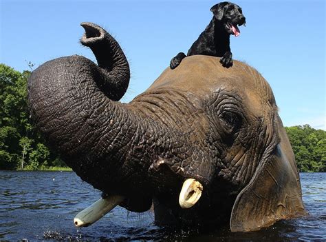 Watch Elephant And A Dog Bffs Play Fetch Together E Online