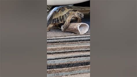 tortoise having sex on the bone youtube