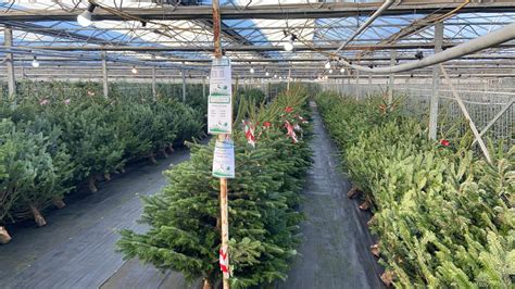 Christmas Tree Forest Now Open Pinewood Nurseries