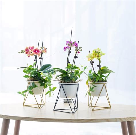 14,236 decorative indoor flower pots products are offered for sale by suppliers on alibaba.com, of which flower pots & planters accounts for 51%, soup & stock pots. Decorative Planter Pots Indoor Modern Garden White Ceramic ...