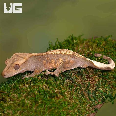 Adult Crested Gecko Correlophus Ciliatus For Sale Underground Reptiles