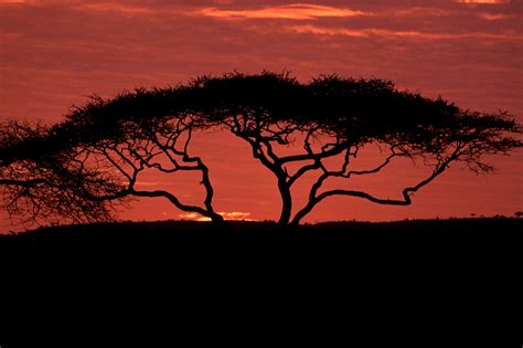 Everything You Need To Know About Acacia Trees