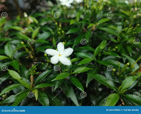 White Melati Flower Stock Image Image Of Branch Meadow 265149825