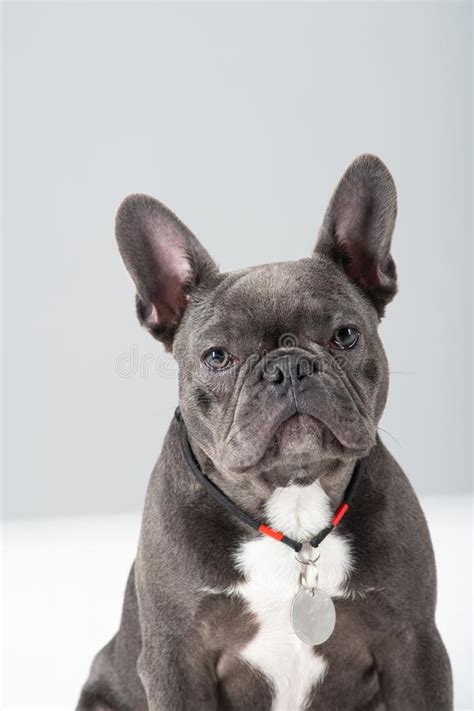 Adorable French Bulldog Portrait Looking At Camera At Studio Stock