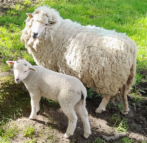 Ewes With Lambs At Foot Shetland Sheep Society