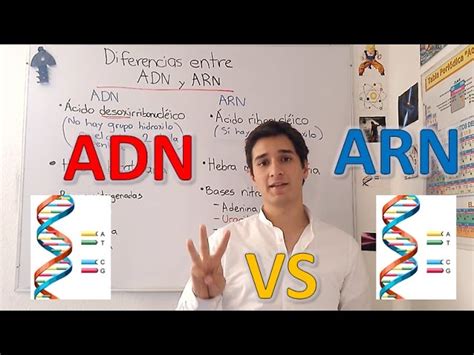 Diferencia Entre Adn Y Arn Al Detalle