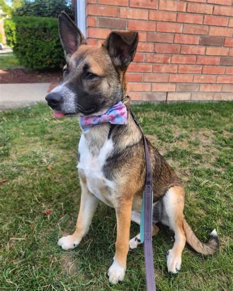 Red Heeler German Shepherd Mix Info Pictures Traits And Facts