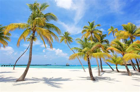 Palms On The Beach Photograph By Skynesher Fine Art America