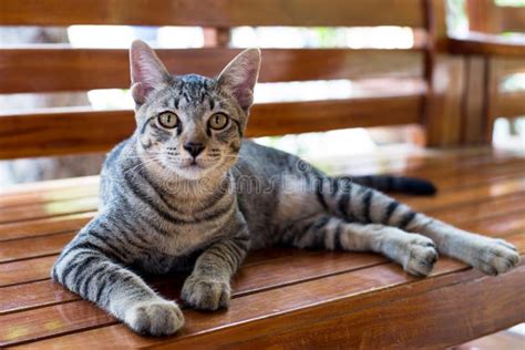 Tiger Striped Cat Stock Image Image Of Brown Little 47192735