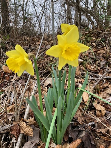 First Spring Blooms Of 2020 Townsend River Walk And Arboretum