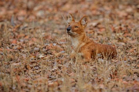 Indian Wild Dog Pose In The Nature Habitat In India Stock Photo Image
