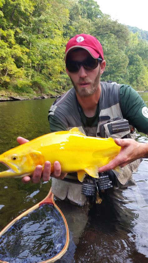 What Species Is This Trout And Why Is It Such A Bright Yellow R