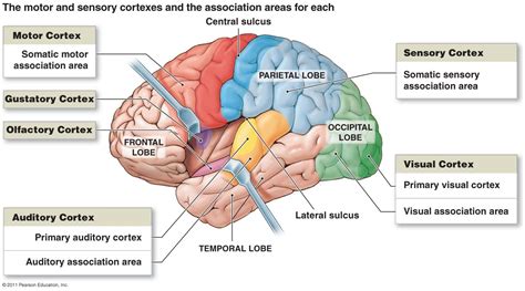 Motor And Sensory Cortexes And The Association Areas For Each