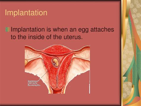 Ppt Female Reproductive System Chapter 50 Powerpoint Presentation