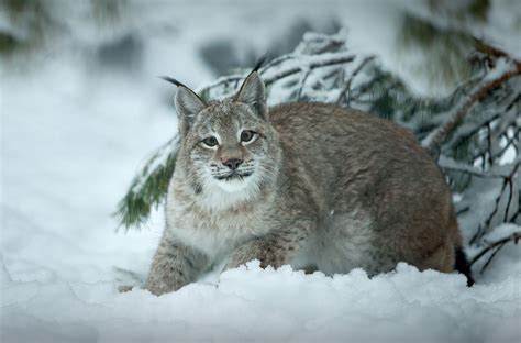 Siberian Lynx By Alex Rodak Photo
