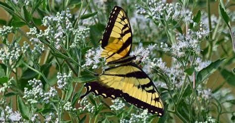 Eastern Tiger Swallowtail Insects Swallowtail Invertebrate