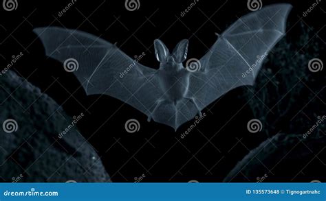 Otonycteris The Desert Long Eared Bat Is On The Hunt In Darkness