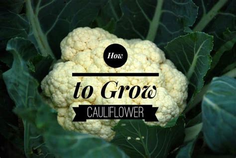 How To Grow Cauliflower Gardening Channel