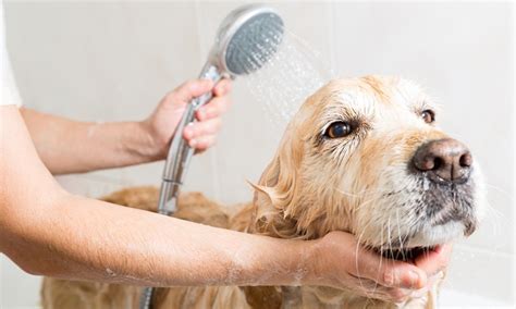 At wag n' wash, you will find the highest level of support and customer care. The Laundromutt Self Service Dog Wash LLC - From $5 - Eugene, OR | Groupon