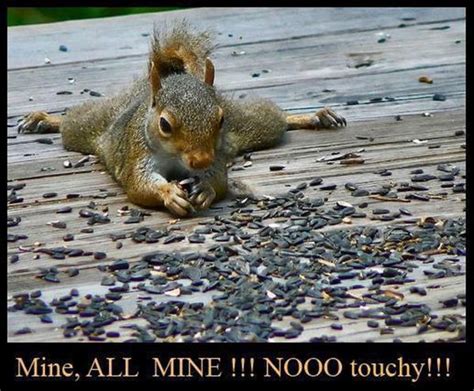 Squirrel Meme Funny Squirrel Pictures