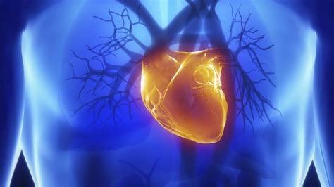 Protein Structure Holds Key To Heart Muscle Disease Bbc News