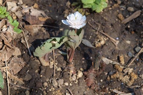 Double Bloodroot