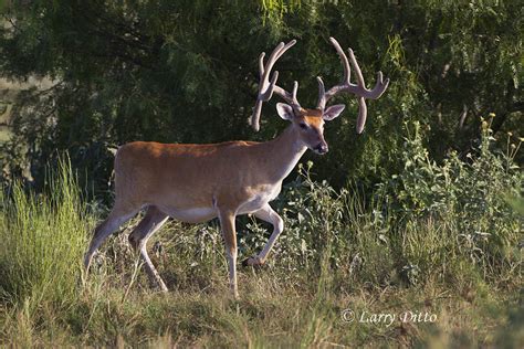 Beautiful Whitetails Larry Ditto Nature Photography