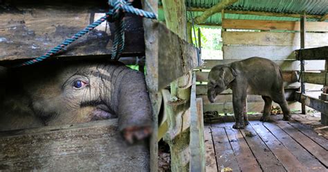 Elefante Bebé Pierde La Mitad De Su Trompa Luego De Caer En Una Trampa