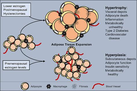 Frontiers The Regulation Of Adipose Tissue Health By Estrogens