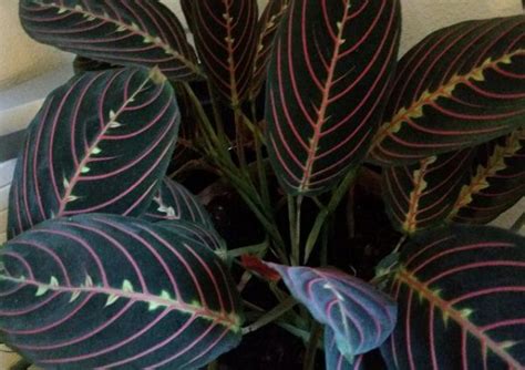 Coleus is a popular houseplant, hanging basket and summer landscaping plant. 15 magníficas plantas de interior de color morado