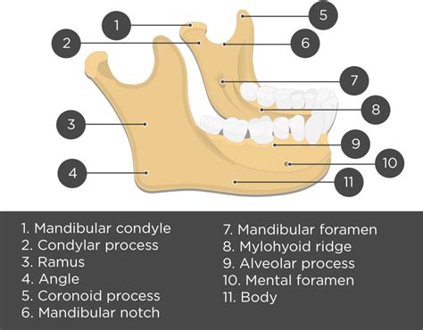 Mandible Bone Anatomy And Labeled Diagram Getbodysmart