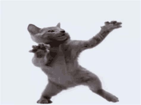 Cat Dance Gif Cat Dance Temukan Bagikan Gif My Xxx Hot Girl