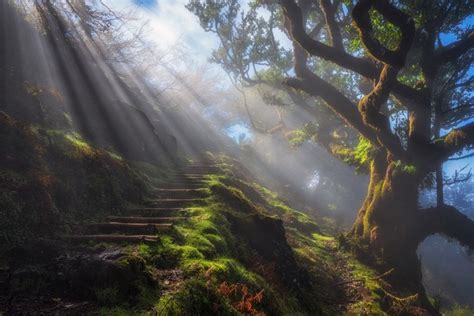 Rays Of Light Moss Trees Stairs Hd Wallpaper Rare Gallery