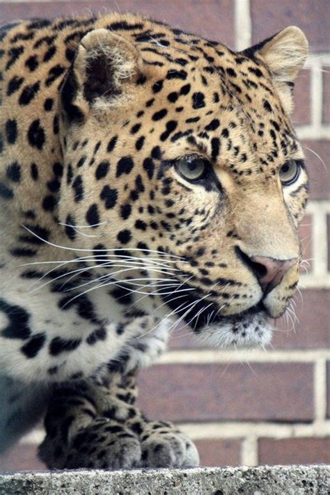 A Close Up Of A Leopard On A Brick Wall With Bricks In The Back Ground