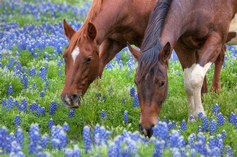 Bluebonnets - Two Horses Enjoy Morning : Texas Hill Country | Horses, Blue bonnets, Two horses