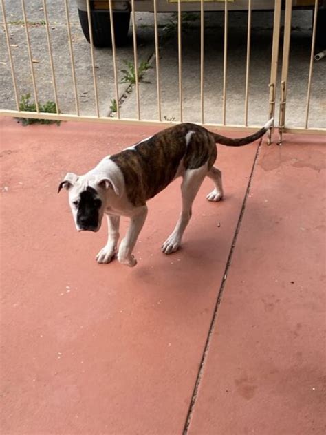 White And Brindle American Bulldog Dogs And Puppies Gumtree Australia