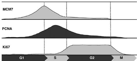 Expression Dynamics Of Mcm Pcna And Ki In The Course Of The Cell