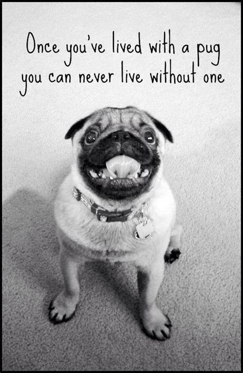 19 Inspirational Pug Quotes About Life And Love The Paws