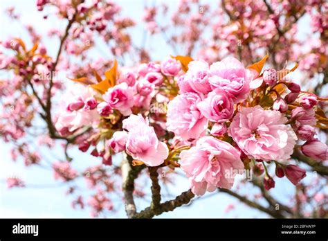 Cierre De La Cereza Sakura En Un Cerezo Japonés Prunus Serrulata