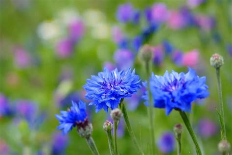 Cornflower Blue Flowers 13 Amazing Flowers With Pictures