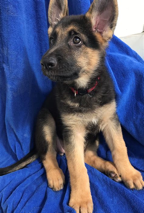 25 Cute German Shepherd Puppies For Sale In Michigan Photo Codepromos