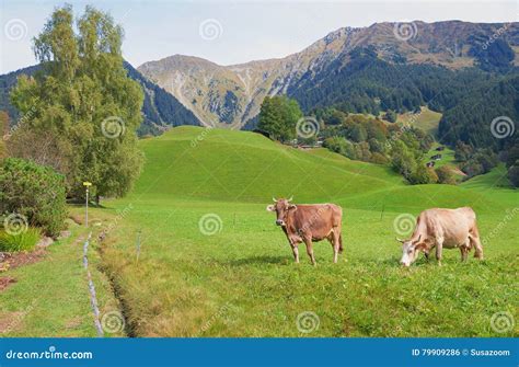 Cattles In Idyllic Pasture Landscape Switzerland Stock Photo Image