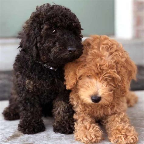 Browse the largest, most trusted source of mini goldendoodle puppies for sale. Reserve a Mini Doodle Dog -Deposits -Placing a Deposit for ...