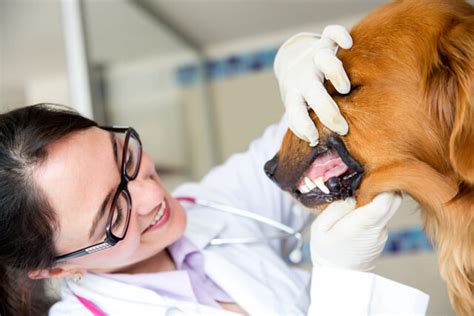 Dog Swollen Gums Symptoms Treatments And Prevention Ask Fido