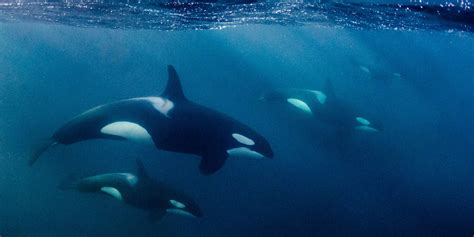 Diving With Killer Whales Orca Diving In Norway Big Fish Expeditions