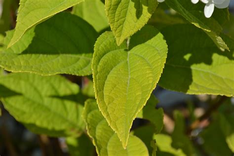 How to change the color of hydrangeas. Limelight Hydrangea is a mid-summer bloomer that has white ...