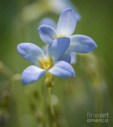 Tiny Blue Wildflowers Photograph By Amy Porter Pixels