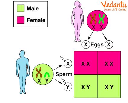 Sex Determination Role Of X And Y Chromosomes