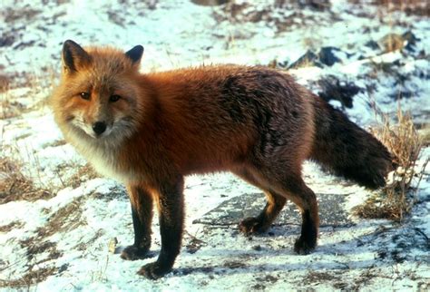 Fox Fox Fox Fox Rainforest Animals Canadian Animals Fox Symbolism