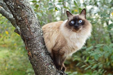 Are Balinese Cats Hypoallergenic The Science Behind Cat Allergies